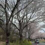 ヒメ日記 2026/04/01 18:16 投稿 みれい 萌えカワ