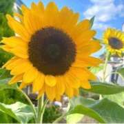 ヒメ日記 2025/08/20 09:54 投稿 静 東京人妻フォーシーズンズ