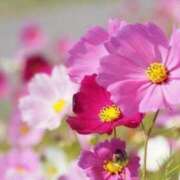 静 おはようございます♪ 東京人妻フォーシーズンズ