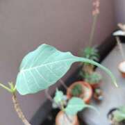 ヒメ日記 2025/09/12 09:25 投稿 夏 人妻風俗チャンネル