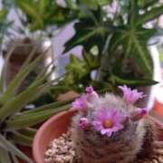 夏 本日出勤いたします。 人妻風俗チャンネル