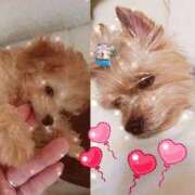 まお おはようございます( 💓∀💓) 熟女の風俗最終章 錦糸町店