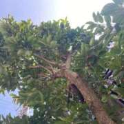 ヒメ日記 2025/10/16 09:20 投稿 みさと 完熟ばなな 上野店