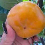 ヒメ日記 2025/11/02 07:40 投稿 みさと 完熟ばなな 上野店