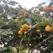 ヒメ日記 2025/11/07 09:50 投稿 みさと 完熟ばなな 上野店