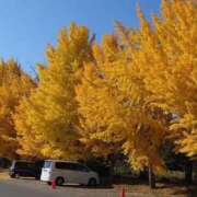 ヒメ日記 2025/11/18 10:24 投稿 みさと 完熟ばなな 上野店