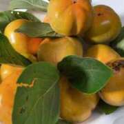 ヒメ日記 2025/11/20 17:44 投稿 みさと 完熟ばなな 上野店