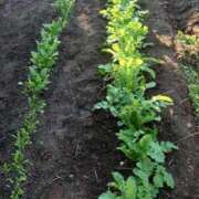 ヒメ日記 2025/11/23 22:34 投稿 みさと 完熟ばなな 上野店