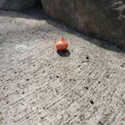 ヒメ日記 2025/08/17 08:09 投稿 北山 鶯谷デッドボール