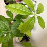 ヒメ日記 2025/11/05 06:57 投稿 ほの 全裸のいいなり美女OR満員ちかん電車