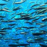 ヒメ日記 2025/09/29 13:56 投稿 やまと ハピネス東京 吉原店