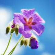 ヒメ日記 2025/08/16 09:14 投稿 そで 熟女の風俗最終章 本厚木店