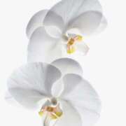 ヒメ日記 2025/08/20 16:41 投稿 そで 熟女の風俗最終章 本厚木店