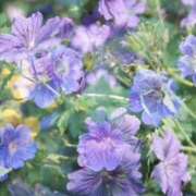 ヒメ日記 2025/08/22 17:01 投稿 そで 熟女の風俗最終章 本厚木店