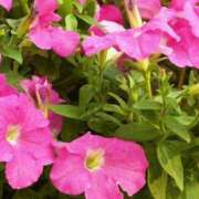 ヒメ日記 2025/08/25 15:52 投稿 そで 熟女の風俗最終章 本厚木店