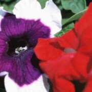 ヒメ日記 2025/08/27 13:16 投稿 そで 熟女の風俗最終章 本厚木店