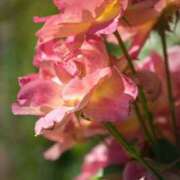 ヒメ日記 2025/08/27 22:30 投稿 そで 熟女の風俗最終章 本厚木店