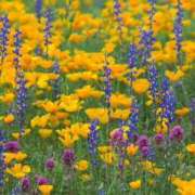 ヒメ日記 2025/08/29 15:38 投稿 そで 熟女の風俗最終章 本厚木店