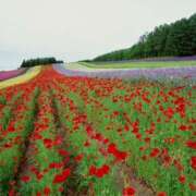 ヒメ日記 2025/08/29 17:47 投稿 そで 熟女の風俗最終章 本厚木店