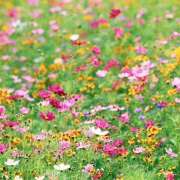 ヒメ日記 2025/09/03 17:43 投稿 そで 熟女の風俗最終章 本厚木店