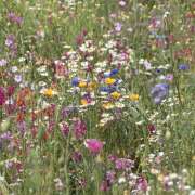 ヒメ日記 2025/09/03 17:45 投稿 そで 熟女の風俗最終章 本厚木店