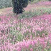 ヒメ日記 2025/09/05 19:30 投稿 そで 熟女の風俗最終章 本厚木店