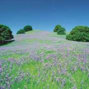 ヒメ日記 2025/09/05 21:59 投稿 そで 熟女の風俗最終章 本厚木店