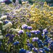 ヒメ日記 2025/09/18 05:17 投稿 そで 熟女の風俗最終章 本厚木店