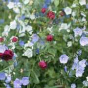 ヒメ日記 2025/09/23 00:04 投稿 そで 熟女の風俗最終章 本厚木店