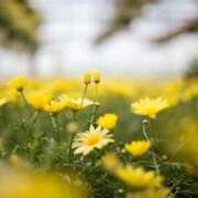 ヒメ日記 2025/09/23 00:43 投稿 そで 熟女の風俗最終章 本厚木店