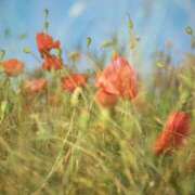 ヒメ日記 2025/09/23 01:35 投稿 そで 熟女の風俗最終章 本厚木店