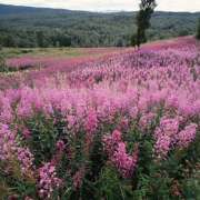 ヒメ日記 2025/10/03 16:32 投稿 そで 熟女の風俗最終章 本厚木店