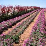 ヒメ日記 2025/10/03 22:56 投稿 そで 熟女の風俗最終章 本厚木店