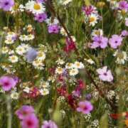 ヒメ日記 2025/10/04 00:19 投稿 そで 熟女の風俗最終章 本厚木店