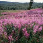 ヒメ日記 2025/10/08 20:44 投稿 そで 熟女の風俗最終章 本厚木店