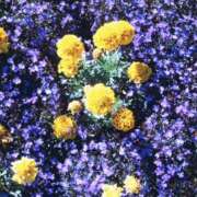 ヒメ日記 2025/10/13 18:50 投稿 そで 熟女の風俗最終章 本厚木店