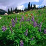 ヒメ日記 2025/10/17 23:01 投稿 そで 熟女の風俗最終章 本厚木店