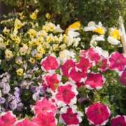 ヒメ日記 2025/10/18 00:37 投稿 そで 熟女の風俗最終章 本厚木店