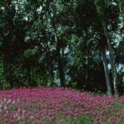 ヒメ日記 2025/10/29 23:35 投稿 そで 熟女の風俗最終章 本厚木店