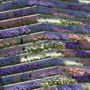 ヒメ日記 2025/11/05 21:51 投稿 そで 熟女の風俗最終章 本厚木店