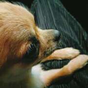 ヒメ日記 2025/09/08 22:22 投稿 りお 千葉人妻花壇