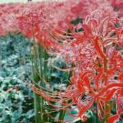 ヒメ日記 2026/02/01 23:31 投稿 ユキ COCOMERO（ココメロ）