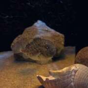 ヒメ日記 2026/02/05 04:46 投稿 ユキ COCOMERO（ココメロ）