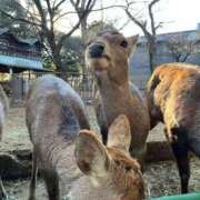 ヒメ日記 2026/02/17 12:31 投稿 ユキ COCOMERO（ココメロ）