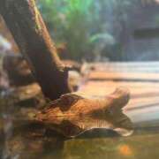 ヒメ日記 2026/02/24 06:01 投稿 ユキ COCOMERO（ココメロ）