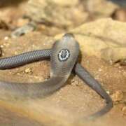 ヒメ日記 2026/02/25 06:01 投稿 ユキ COCOMERO（ココメロ）