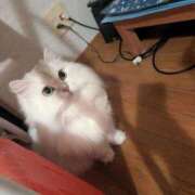 ヒメ日記 2025/09/25 02:33 投稿 るう 奥様特急　池袋・大塚店