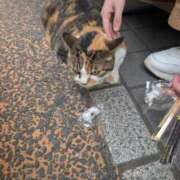 るう なんかさ 奥様特急　上野・鶯谷店