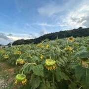 ヒメ日記 2025/09/20 21:21 投稿 ゆうな【完全未経験地元美女】 Mode（モード）◆理想の彼女◆