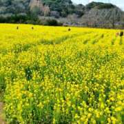モモ 春のおすそ分けパート２河津桜菜の花🍑 厚木オイルリンパ性感　厚木メンズエステm